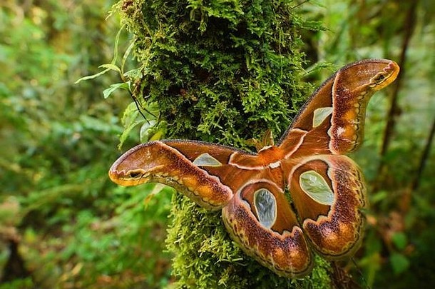 皇帝蛾rothschildia阿里西亚beatuful大彩色的蛾南美国森林东部安第斯山脉的山坡上三身为洛奇厄瓜多尔