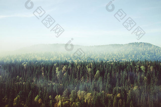 厚雾覆盖厚松柏科的森林森林鸟的眼睛视图松柏科的树灌木丛绿色森林雾覆盖厚与