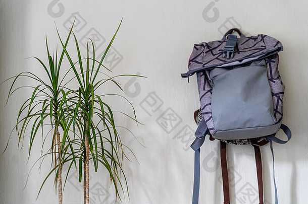 紫色的学校背包挂墙孤立的对象白色背景绿色植物