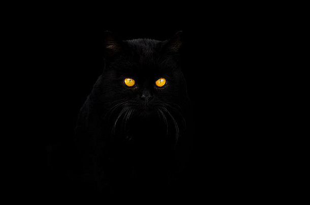黑色的猫黑色的背景