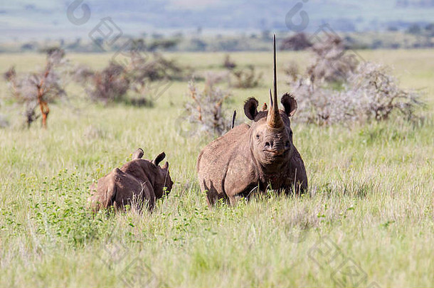 黑色的犀牛年轻的小腿开放草原莱瓦保护协会肯尼亚1月