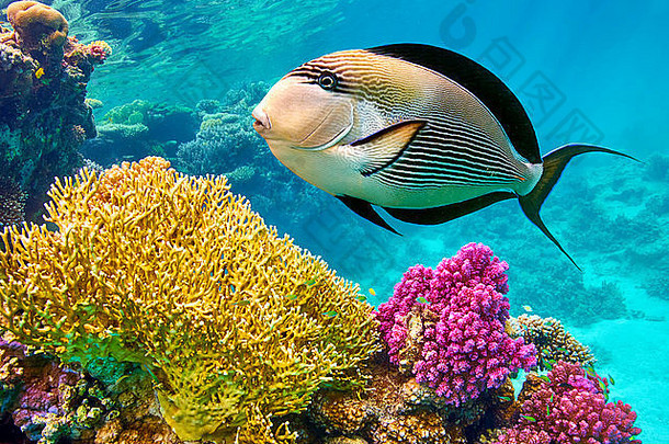 红色的海水下视图鱼珊瑚礁3 月 19 日知道埃及