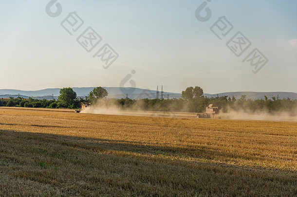 结合收割机农业机收获金成熟的小麦场