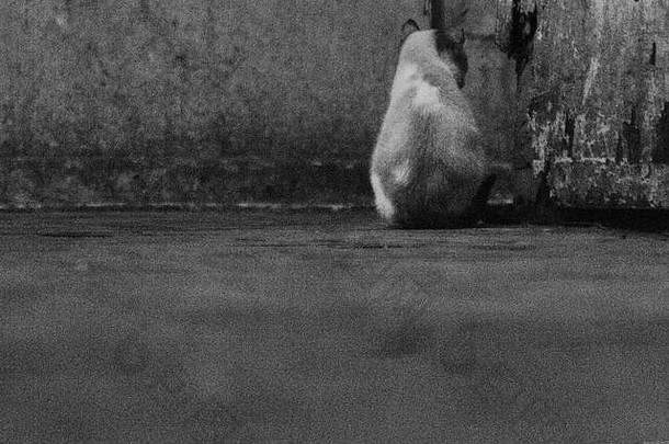 猫选址侵蚀墙人黑色的白色