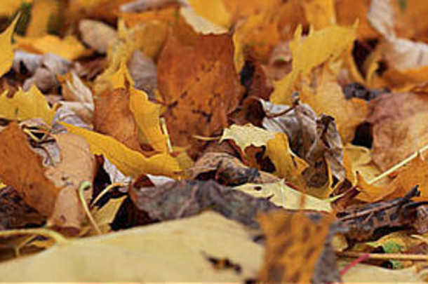 秋天的叶子黄色的棕色（的）颜色