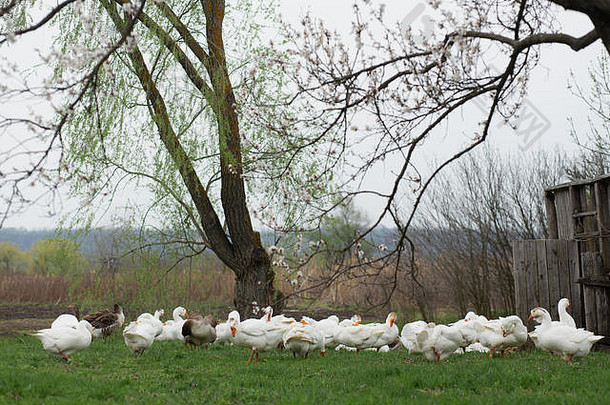 群白色鹅走春天村草坪上新鲜的绿色草背景开花树