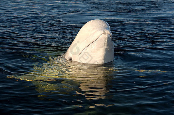 白白色鲸鱼delphinapterus莱夫卡斯岛