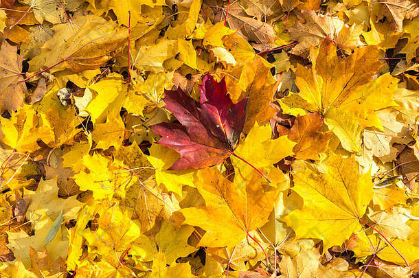 秋天叶子背景绿色黄色的红色的一天