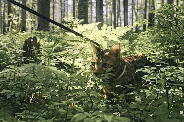 猫城市公园孟加拉莽撞的人走森林领亚洲丛林猫沼泽里德驯养的豹猫