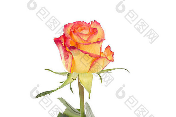 单红色的橙色玫瑰孤立的白色背景