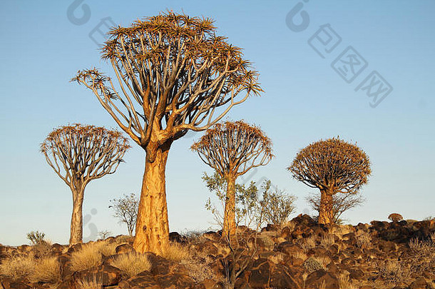 箭袋树芦荟dichotoma箭袋树森林纳米比亚