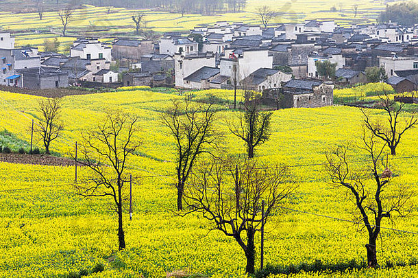 中国农村景观村庄油菜籽场