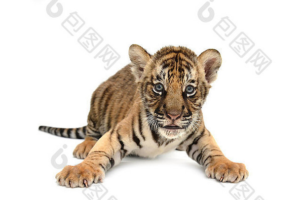 婴儿孟加拉老虎孤立的白色背景