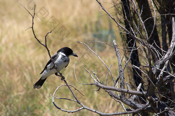 新有羽毛的一半种植黑色的白色少年澳大利亚喜鹊cracticustibicen验布干树分支早期夏天