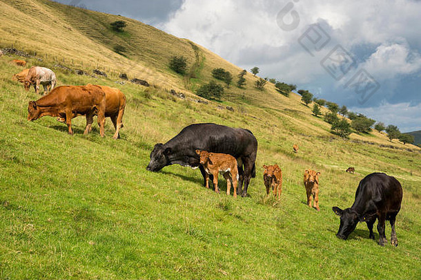 场牛年轻的小牛种秣草地德比郡英格兰阳光明媚的夏天一天