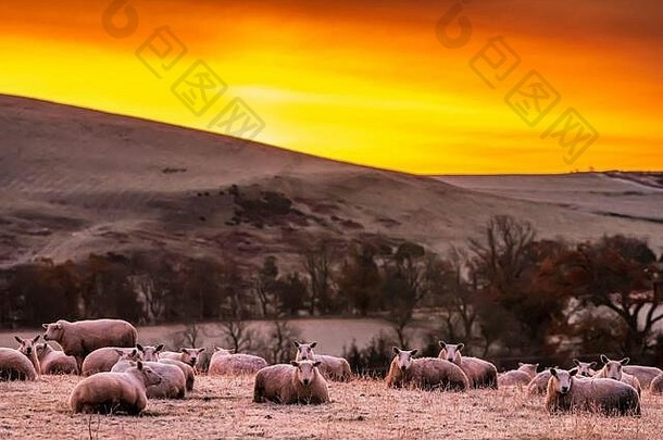 更多战斗凯尔索苏格兰边界11月群羊收集温暖重霜更多战斗村sunris