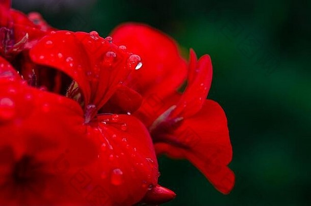 红色的花园<strong>花露水</strong>滴叶子