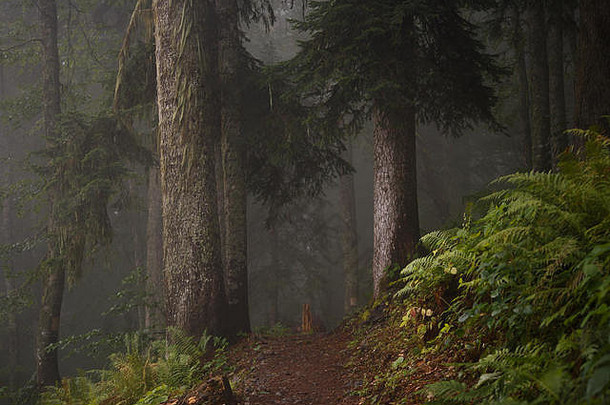 图片黑暗多雾的森林树