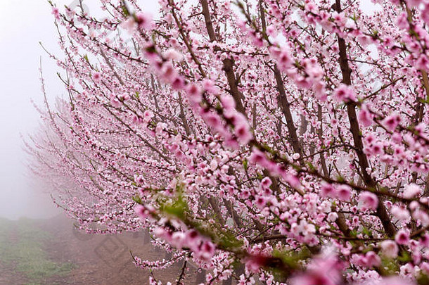 场行桃子树分支机构完整的精致的粉红色的花多雾的一天日出和平大气神秘的艾托纳
