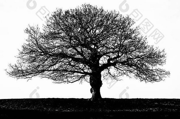 英语橡木树轮廓黑色的树冬天白色天空