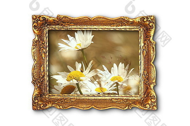 美丽的雏菊绘画框架白色背景图像雏菊内部框架图片