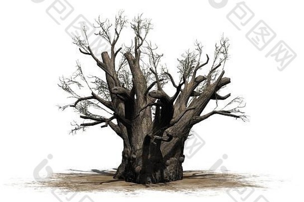 非洲Baobab树冬天沙子区域孤立的白色背景