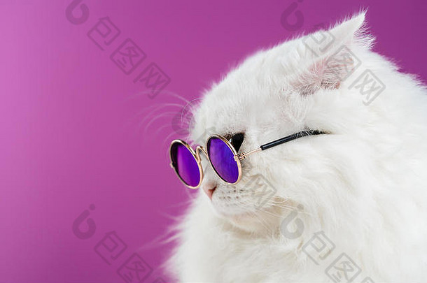 关闭肖像白色毛茸茸的猫时尚太阳镜工作室照片豪华的国内基蒂眼镜提出了粉红色的背景墙复制空间