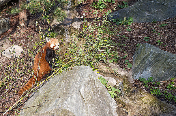 红色的熊猫ailurus富尔根坐着森林地板上吃竹子