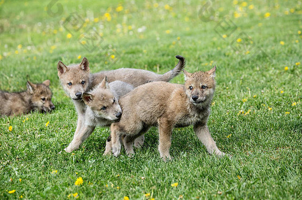 垃圾灰色的狼幼崽玩战斗草地勃兹曼蒙大拿美国俘虏动物