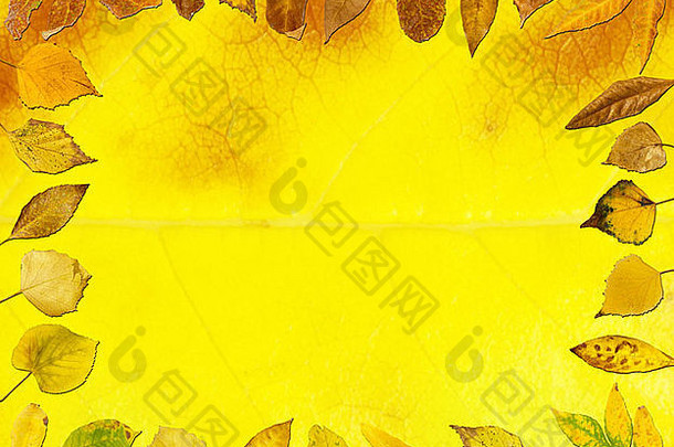 边境秋天叶子黄色的叶复制空间