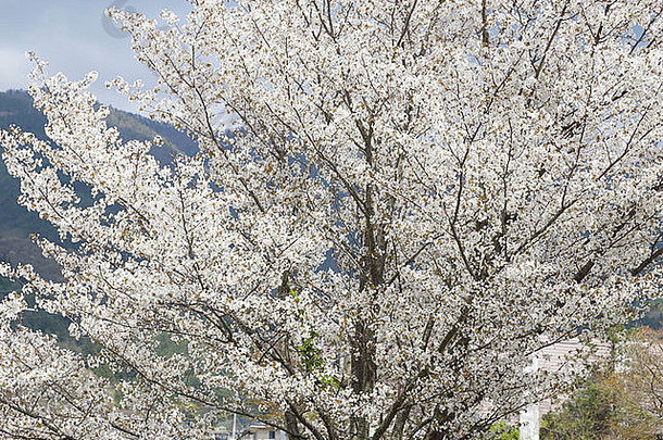 白色樱花树湖河口湖日本