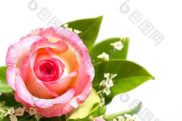 粉红色的玫瑰花绿色叶子露水点滴白色背景孤立的背景