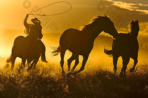 美国俄勒冈州塞内加杰克牧场轮廓牛仔马背上的套索运行马