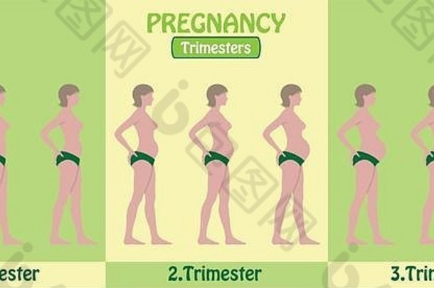 怀孕三学期制怀孕了女人裤子对象身体阶段层文本类型字体。