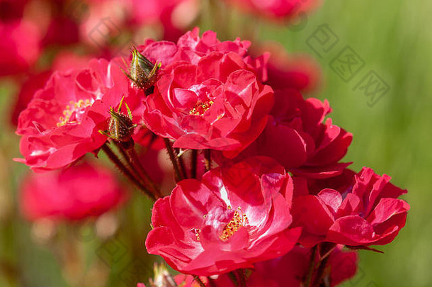 红色的<strong>玫瑰</strong>蜜蜂绿色布什花园斯洛文尼亚