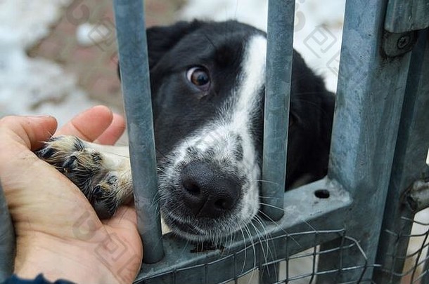 特写镜头狗动物的鼻口伤心眼睛人类手给拥抱笼子里避难所无家可归的人狗