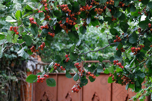 红色的水果Crataegus单妇山楂个种子山楂花主要黑刺李白色角主板