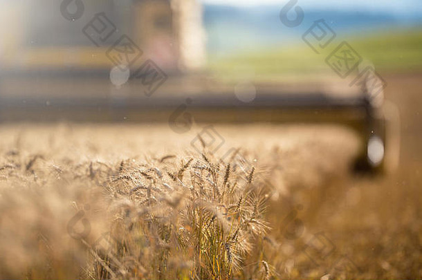 结合收割机工作小麦场