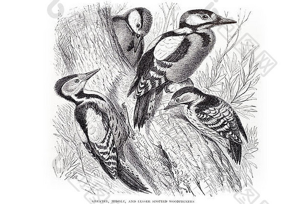 更大的中间较小的发现了啄木鸟皮科迪斯小啄木鸟