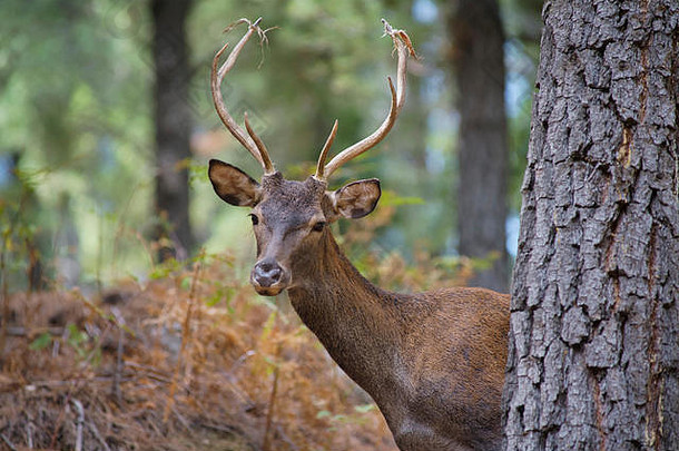常见的鹿CervusElaphus被称为欧洲鹿红色的鹿马拉加西班牙