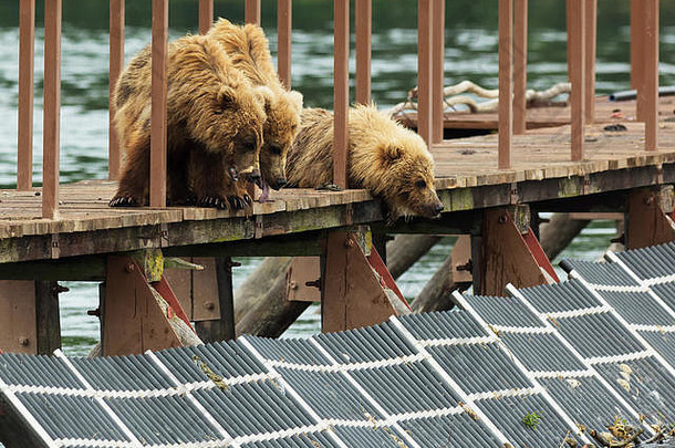 棕色（的）熊幼崽栅栏账户鱼千岛群岛湖
