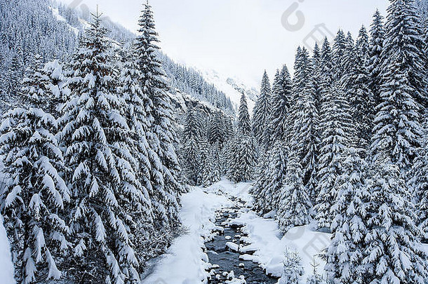 冬天景观雪覆盖树伟大的视图