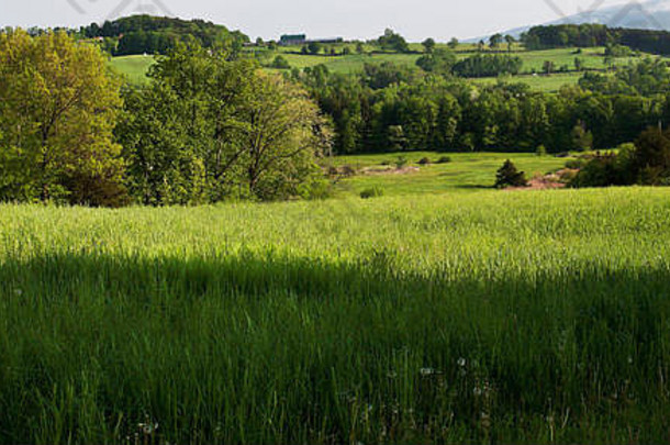 佛蒙特州夏天草地绿色草树山坡上距离