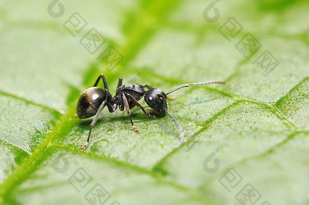 多刺的蚂蚁polyrhachis哈利达伊绿色叶背景泰国东南亚洲