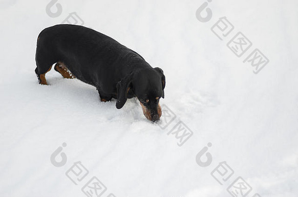 年轻的达克斯猎犬狗闻新鲜的雪玩户外