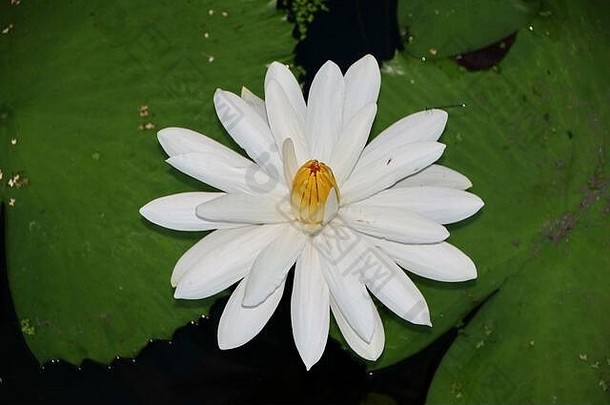 莲花花花生长水神话信仰神圣的花
