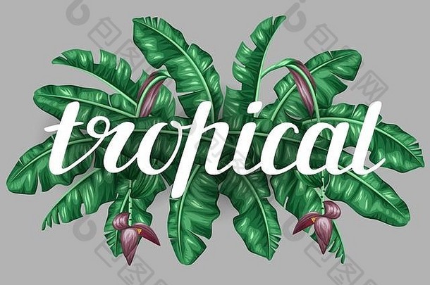 背景香蕉叶子装饰图像热带树叶花水果设计广告小册子横幅杀手卡片纺织印刷