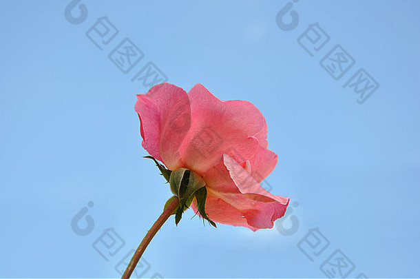 单明亮的粉红色的<strong>玫瑰</strong>完整的布鲁姆明亮的蓝色的天空