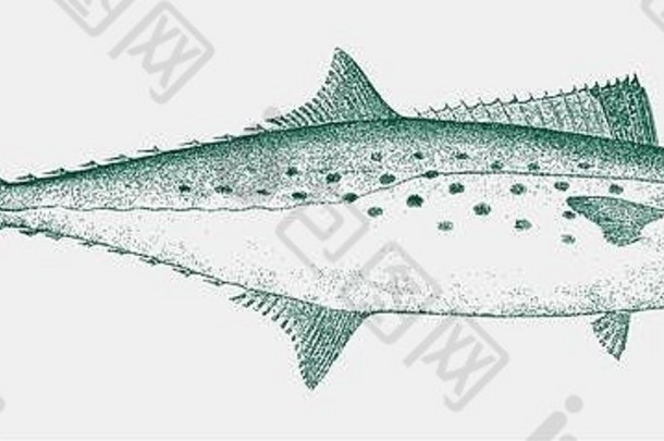 大西洋西班牙语鲭鱼Scomberomorusmaculatus一边视图