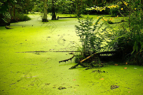 图片孤独的沼泽深森林